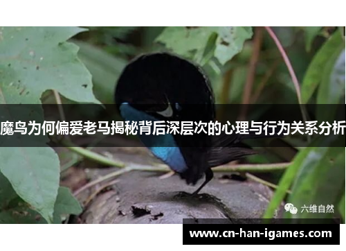 魔鸟为何偏爱老马揭秘背后深层次的心理与行为关系分析